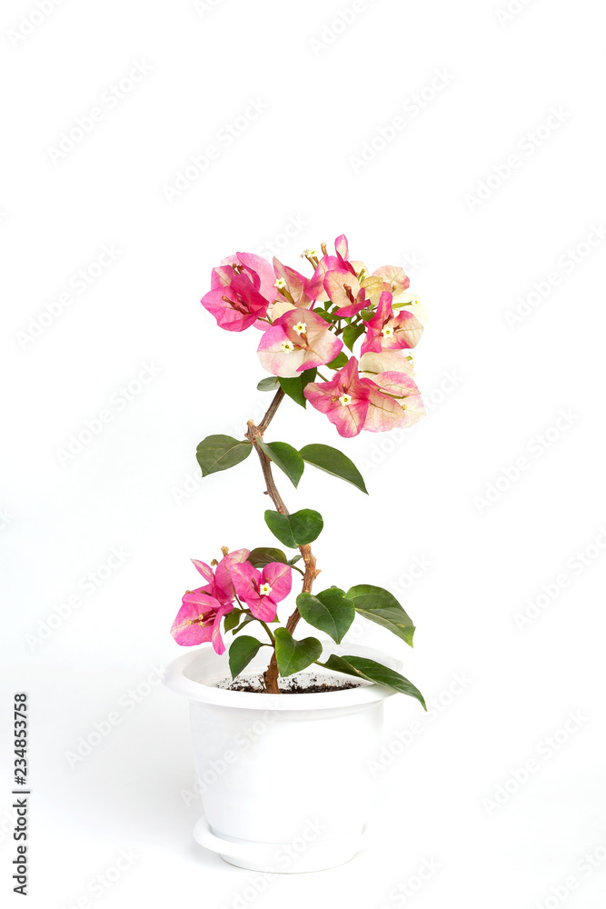 Bougainvillea Chameleon pink in a flower pot on a white background