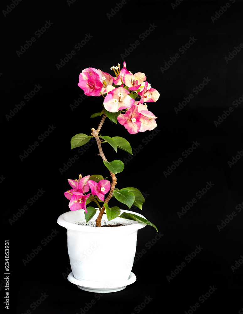 Fototapeta premium Bougainvillea Chameleon pink in a flower pot on a black background