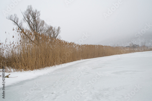 Wallpaper Mural Beautiful view on dry reed on the frozen river Torontodigital.ca