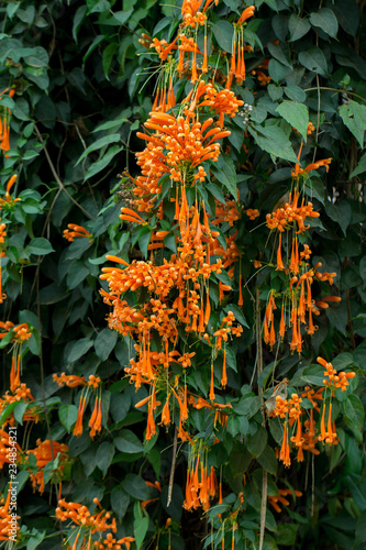 Blooming orange trumpet flowers orFire-cracker vine with natural green  background