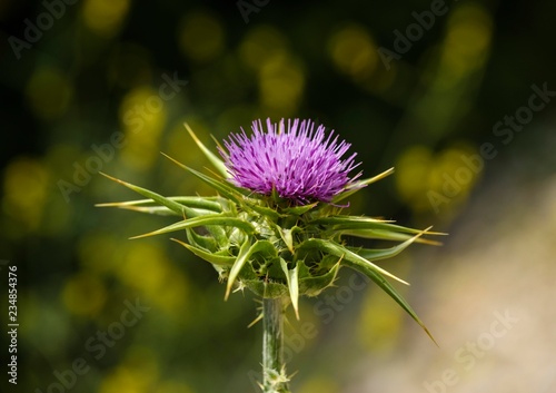 Flower of Carduus marianus (Silybum marianum), Qark Vlora, Albania, Europe photo