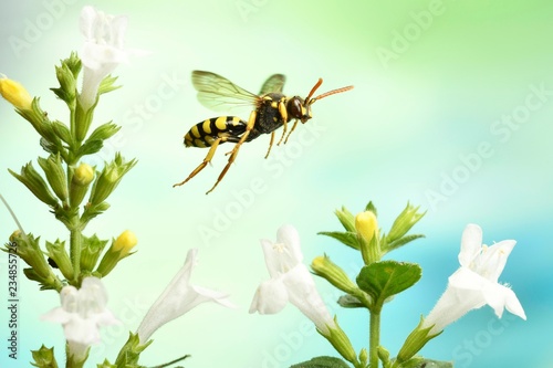 Nomada goodeniana (Nomada goodeniana), in flight, on glandular Calamint (Calamintha nepeta), Germany, Europe