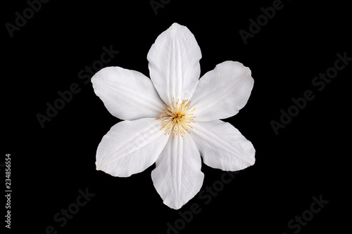 White clematis flower on black background.Close-up.