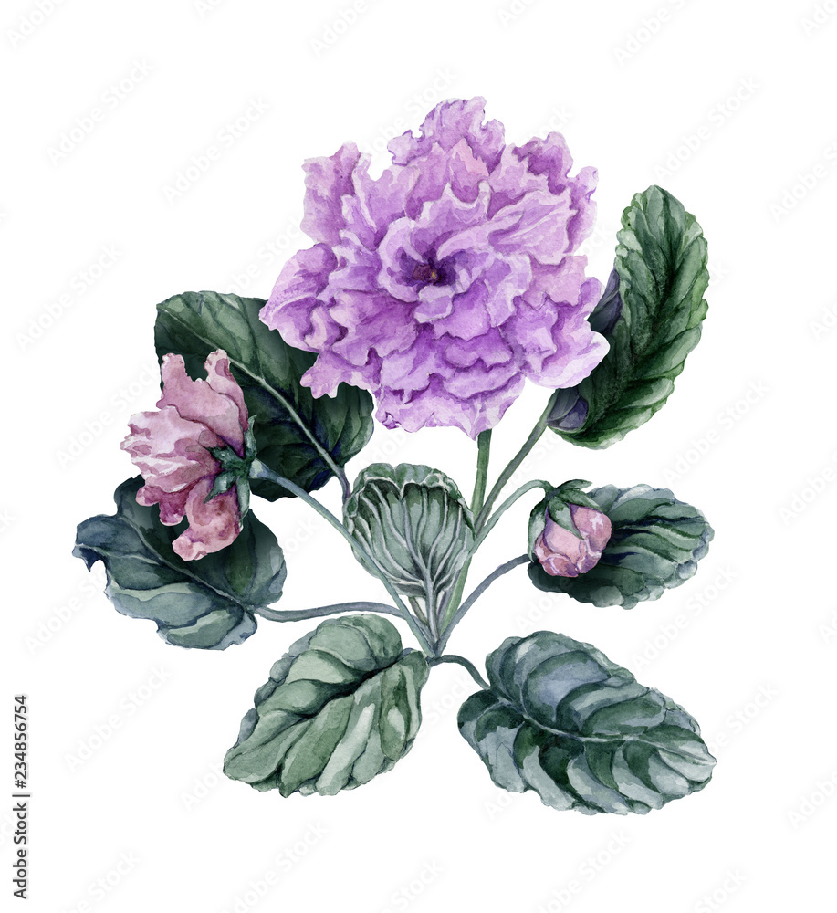 Obraz premium Beautiful pink and purple african violet flowers (Saintpaulia) with green leaves and closed buds isolated on white background. Watercolor painting.