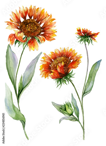 Beautiful orange coreopsis flower on a stem with green leaves. Set of two flowers isolated on white background. Watercolor painting.