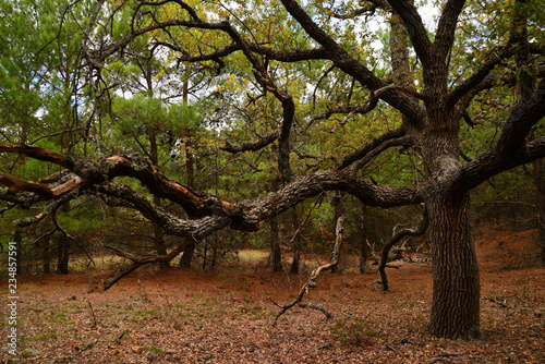 Big oak in the autumn forest