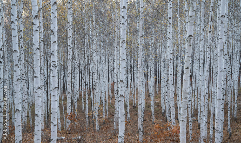 Fototapeta premium 하얀 자작나무숲
