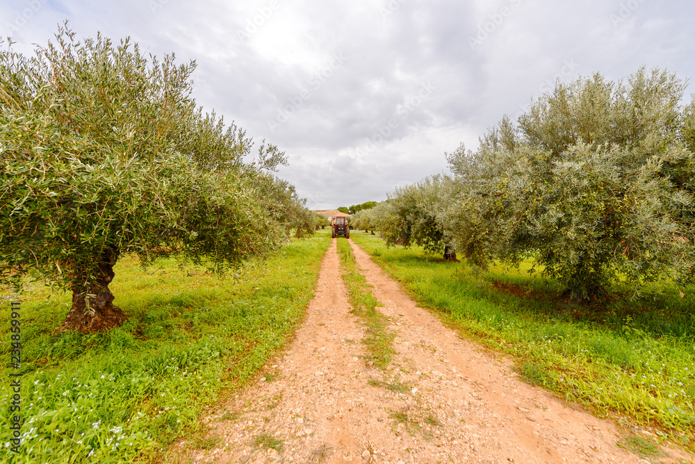 Tractor exports olives on the plantation