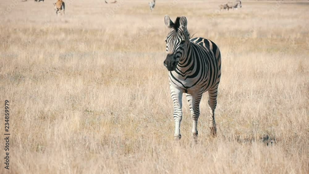 Running striped zebra looking cheerfully in Askania-Nova steppes in summer 