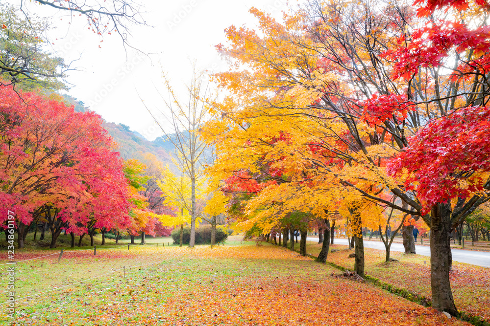 단풍이 아름다운 가을 풍경 Stock 사진 | Adobe Stock