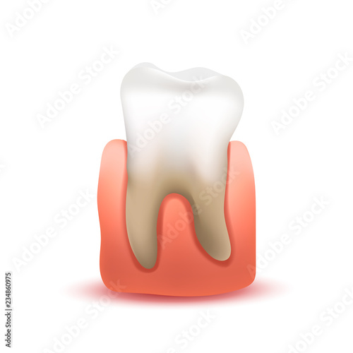 Realistic human tooth in pink gum isolated on white