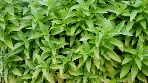 Fresh Basil Leaves Organic Botany