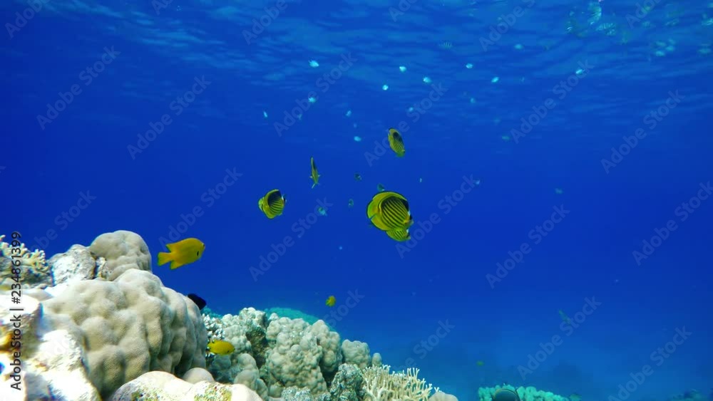 coral, reef, fish, tropical, underwater, sea, ocean, red, marine, background, water, nature, blue, colorful, wildlife, scuba, great, barrier, color, beauty, diving, deep, sunlight, animal, life, trave