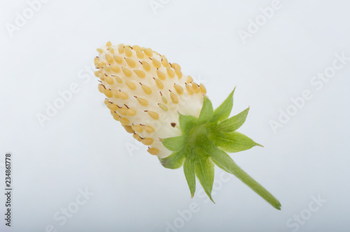 White Wild Strawberries isolated on white photo