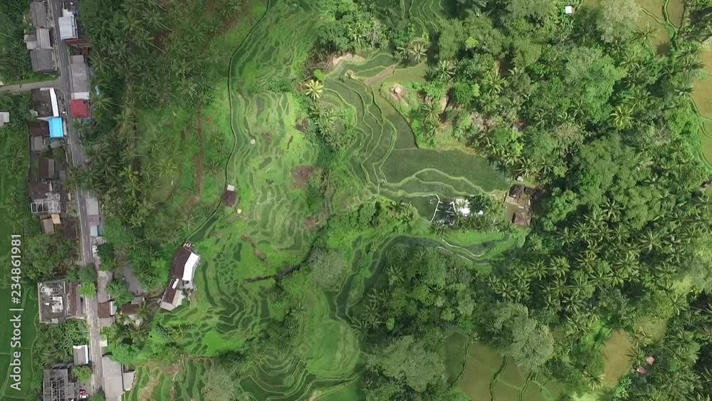 Prise de vue aérienne au drone d'une forêt. Vue au dessus d'une forêt. Belle forêt. Forêt situé à Bali, Indonésie