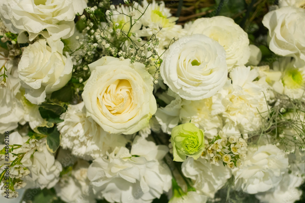 Close up of white rose. Background and texture of white rose.