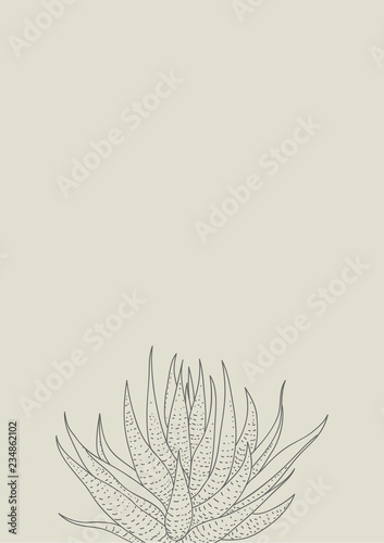 Graphic print of Haworthia. Poster in Scandinavian style