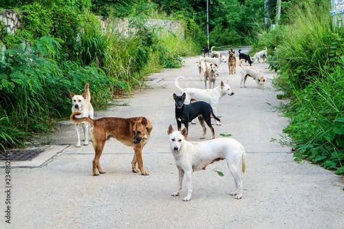The stray dogs are waiting for food from the people who have passed through the wilderness