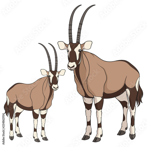 Set of color illustrations with oryx antelope. Isolated vector objects on white background.