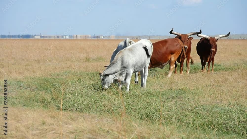 Group of African bisons grazing grass in a large field in Askania-Niva in summer Group of African bisons grazing grass in a large field in Askania-Niva in summer