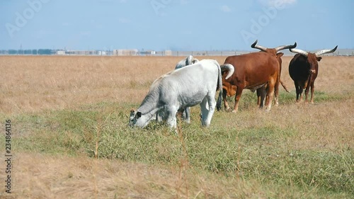 Herd of African bisons grazing grass in a huge field in Askania-Niva in summer   photo