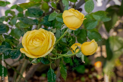 Pure yellow roses blooming in garden  yellow rose plant