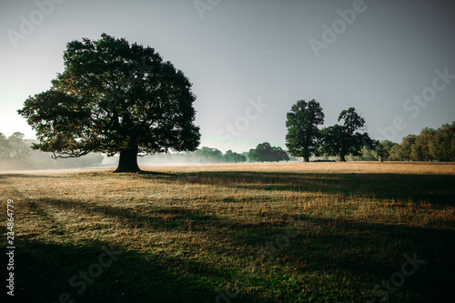 Fototapeta Naklejka Na Ścianę i Meble -  A giant oak tree standing in the misty morning casting shadows over the dewey pasture