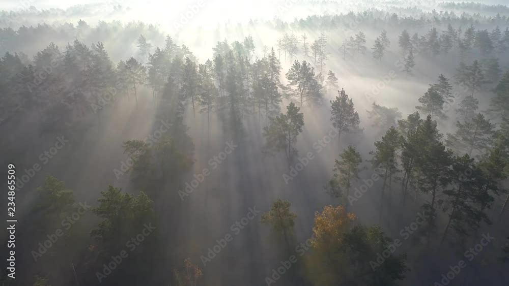 Sunrise in beautiful misty forest. Flying over green trees with sun rays early in the foggy morning. Aerial shot, 4K