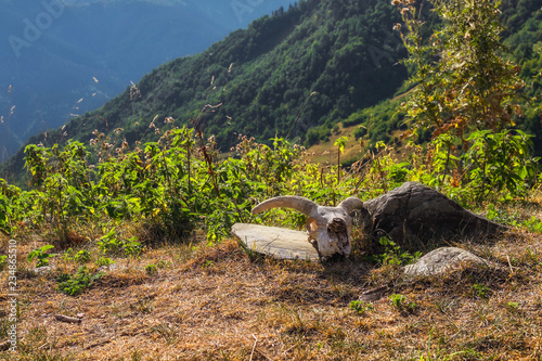 Sheep scull lying on the ground with mountain landscape behind