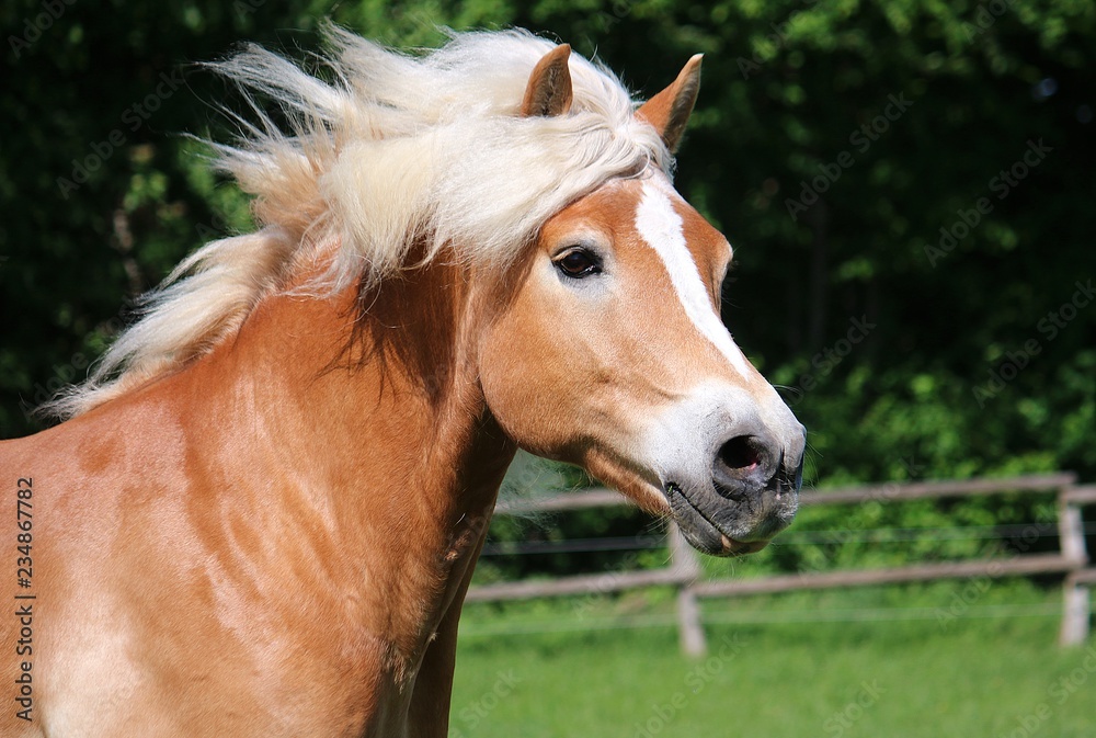 Fototapeta premium beautiful haflinger horse head portrait while he is running on the paddock
