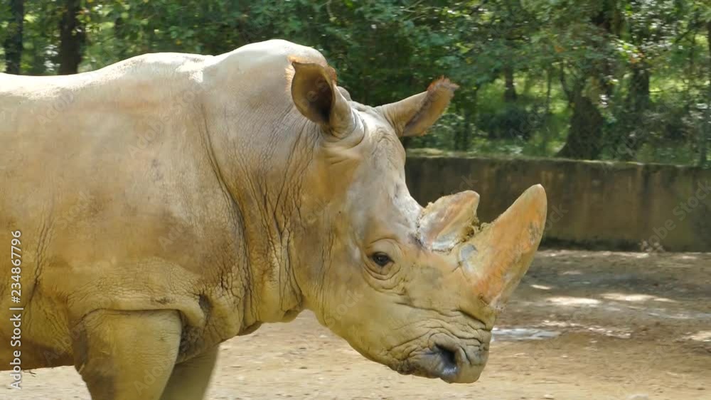 A pair of feeding white rhinos, gentle giants of the bush that should be protected not persecuted A pair of feeding white rhinos, gentle giants of the bush that should be protected not persecuted