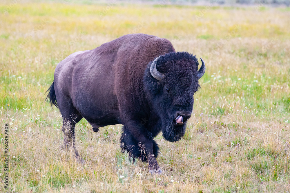 The bison in Yellowstone National Park, Wyoming. USA. The bison in Yellowstone National Park, Wyoming. USA.
