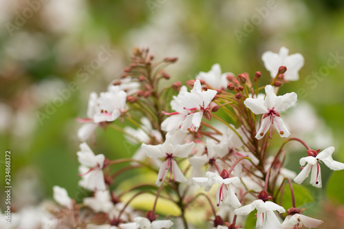 White blossom flower photo