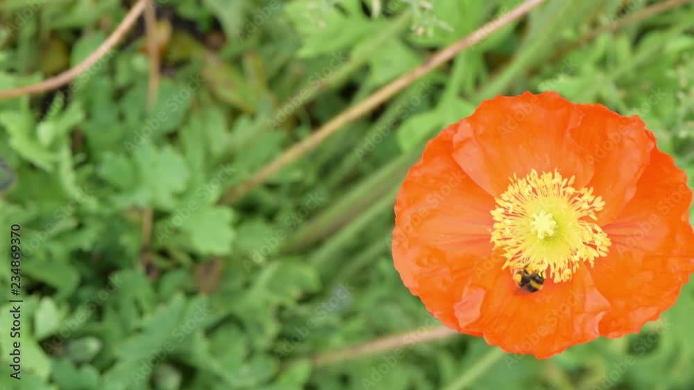 A bee looking for nectar on a poppy flower in the process of pollination A bee looking for nectar on a poppy flower in the process of pollination