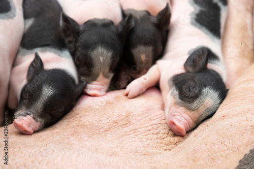 Foto sleeping piglets on mother body after sucking milk breast , swine farming in bar