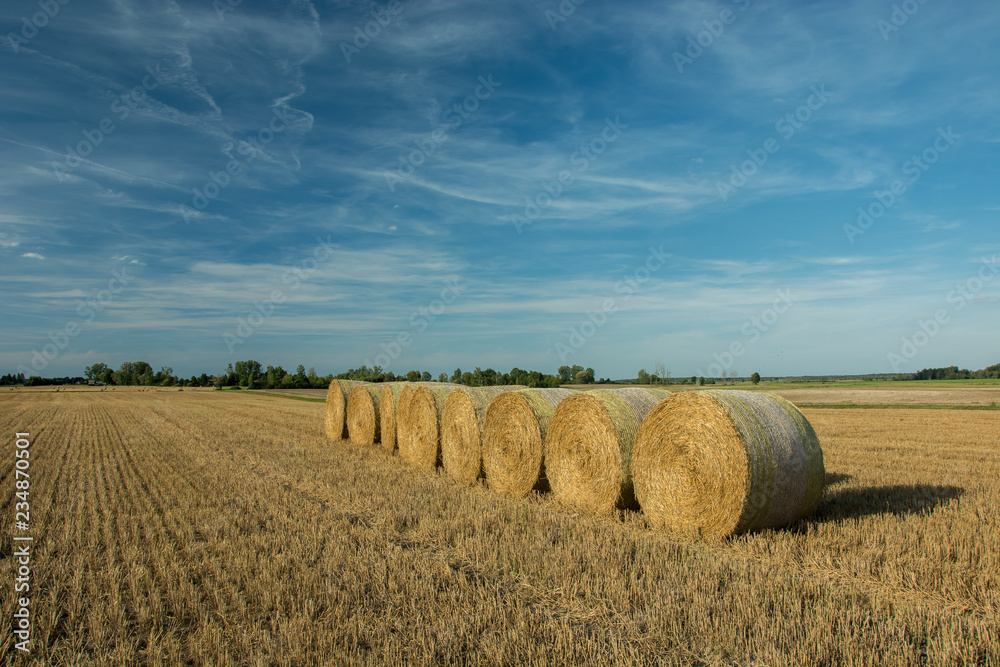 Hay bales stacked in the field