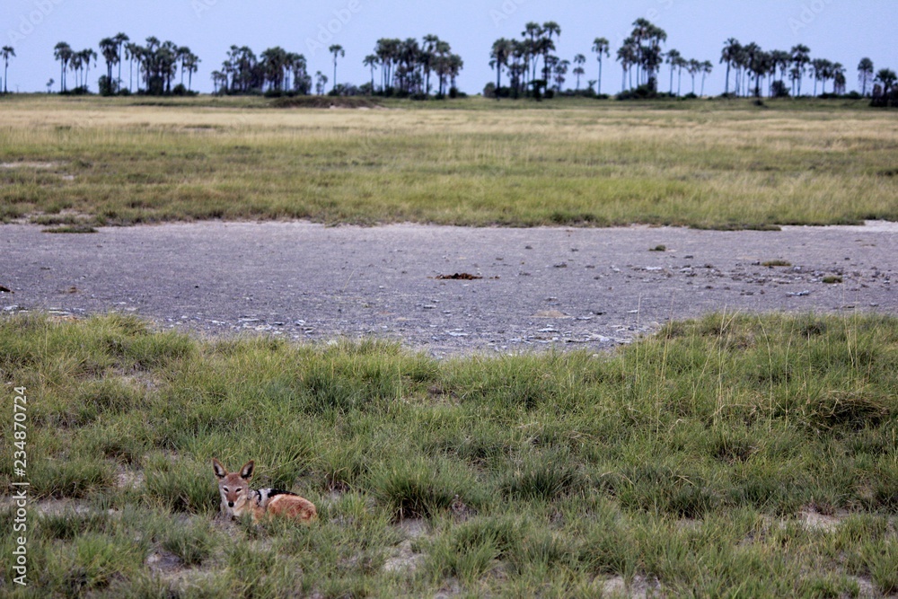Botswana Afrika Tiere Natur