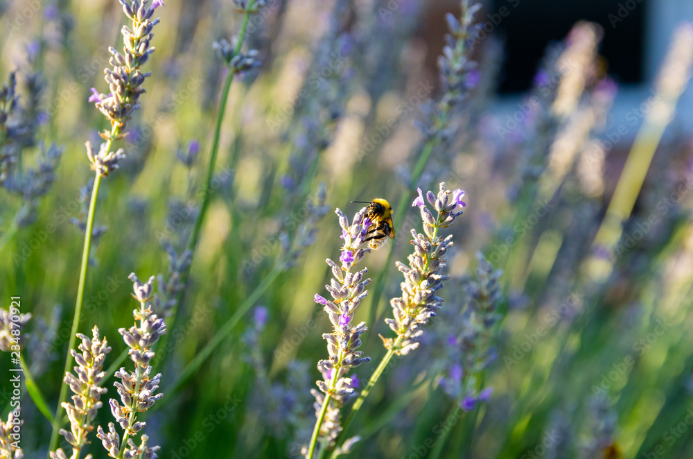 bee on a lavender