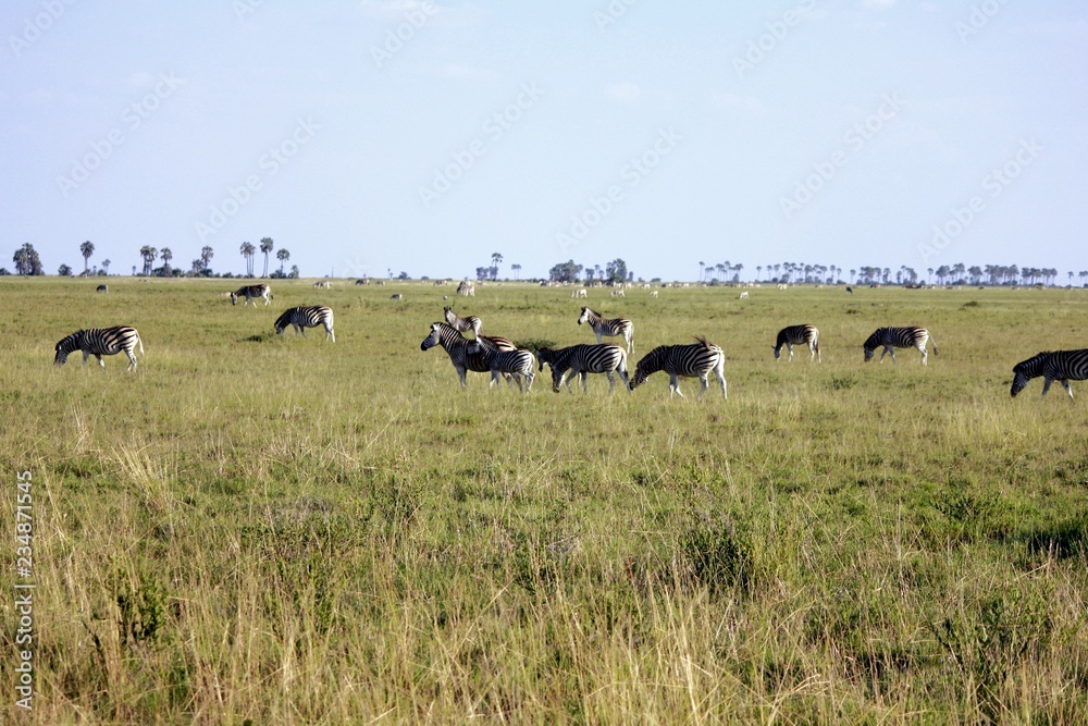Fototapeta premium Botswana Afrika Tiere Natur