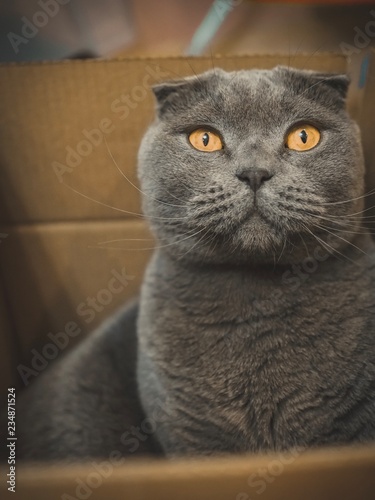 Grey British Scottish cat with yellow eyes sitting in a cardboard box and waiting for the game