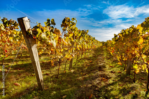 vignoble val de loire