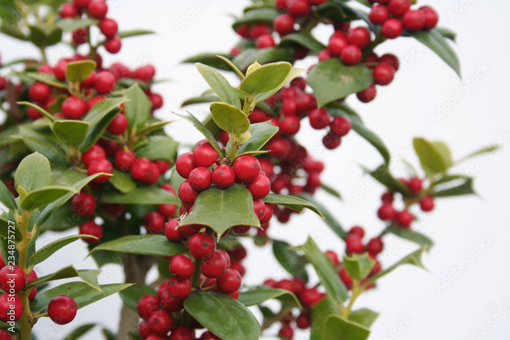 Holly tree with ripe red berries isolated on white background. Ilex cornuta bush in winter
Holly tree with ripe red berries isolated on white background. Ilex cornuta bush in winter