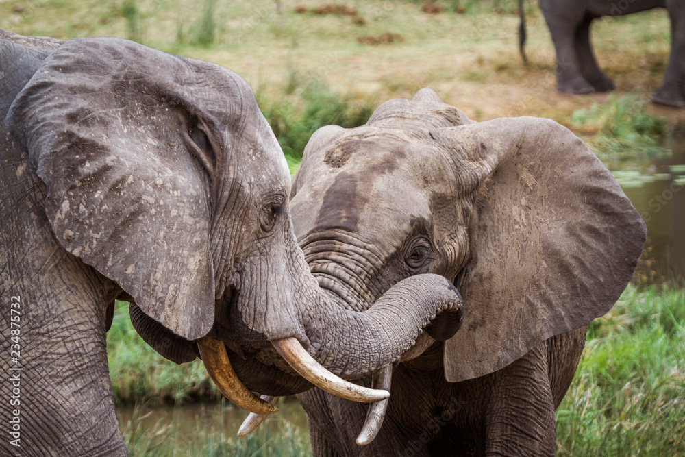 African bush elephant in Kruger National park, South Africa