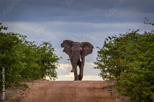 African bush elephant in Kruger National park, South Africa