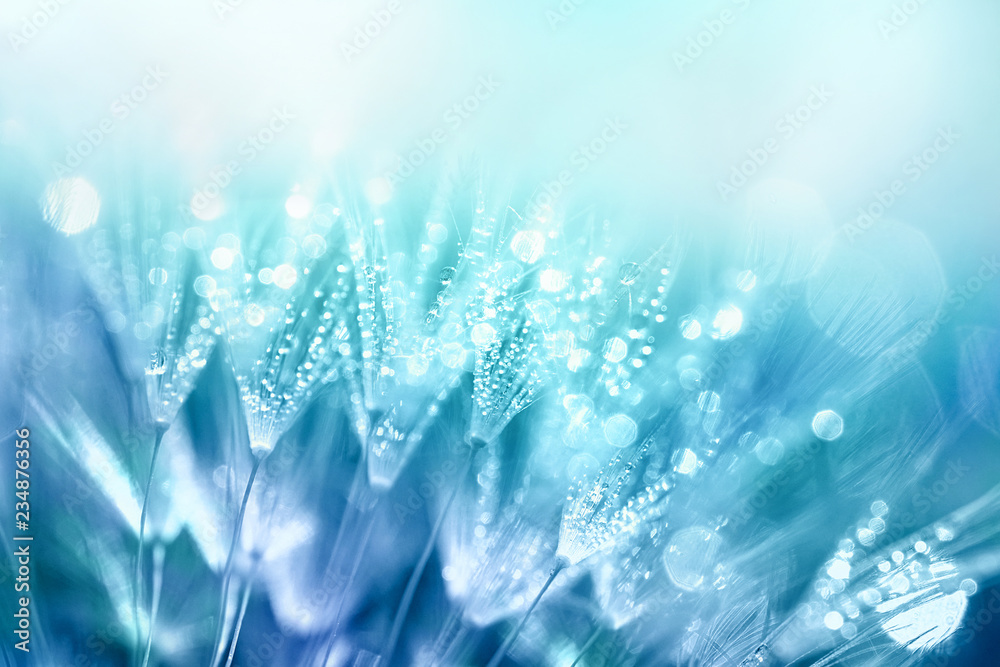 Dandelion Seeds in drops water on blue beautiful background with soft focus in nature macro. Drops of dew sparkle on dandelion in rays of light. - obrazy, fototapety, plakaty 