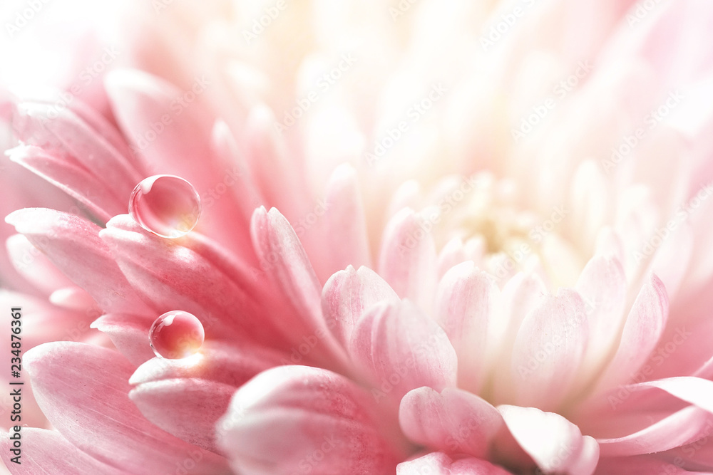 Transparent beautiful water droplets on petals of a pink chrysanthemum flower in spring summer nature in open air close-up macro. Gentle delicate airy image in pastel colors.