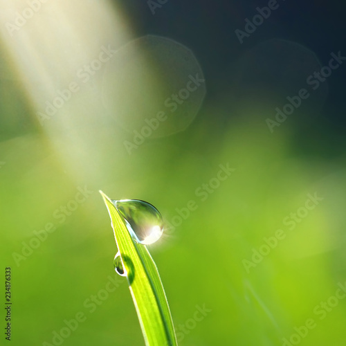 Beautiful water drop on grass sparkles in the sunlight on nature close-up macro. Fresh juicy green grass in droplets of morning dew outdoors.
