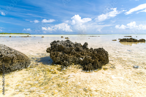 invertebrate, wildlife and nature - hard stony coral on beach in french polynesia photo