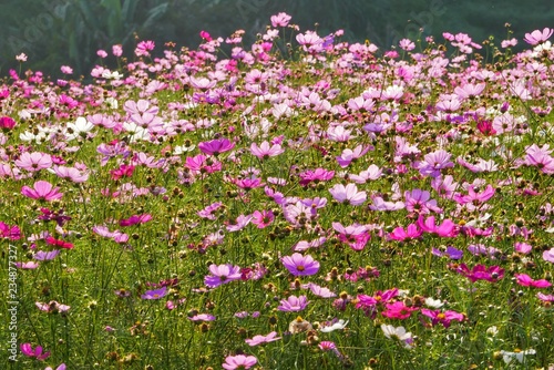 colorful field of cosmos flower on evening