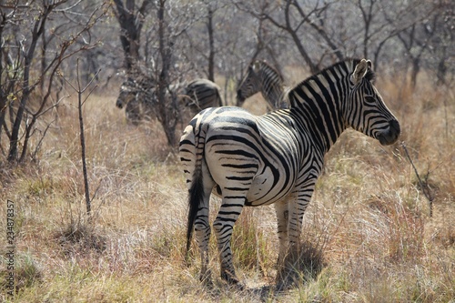 Afrika Botswana Natur Tiere